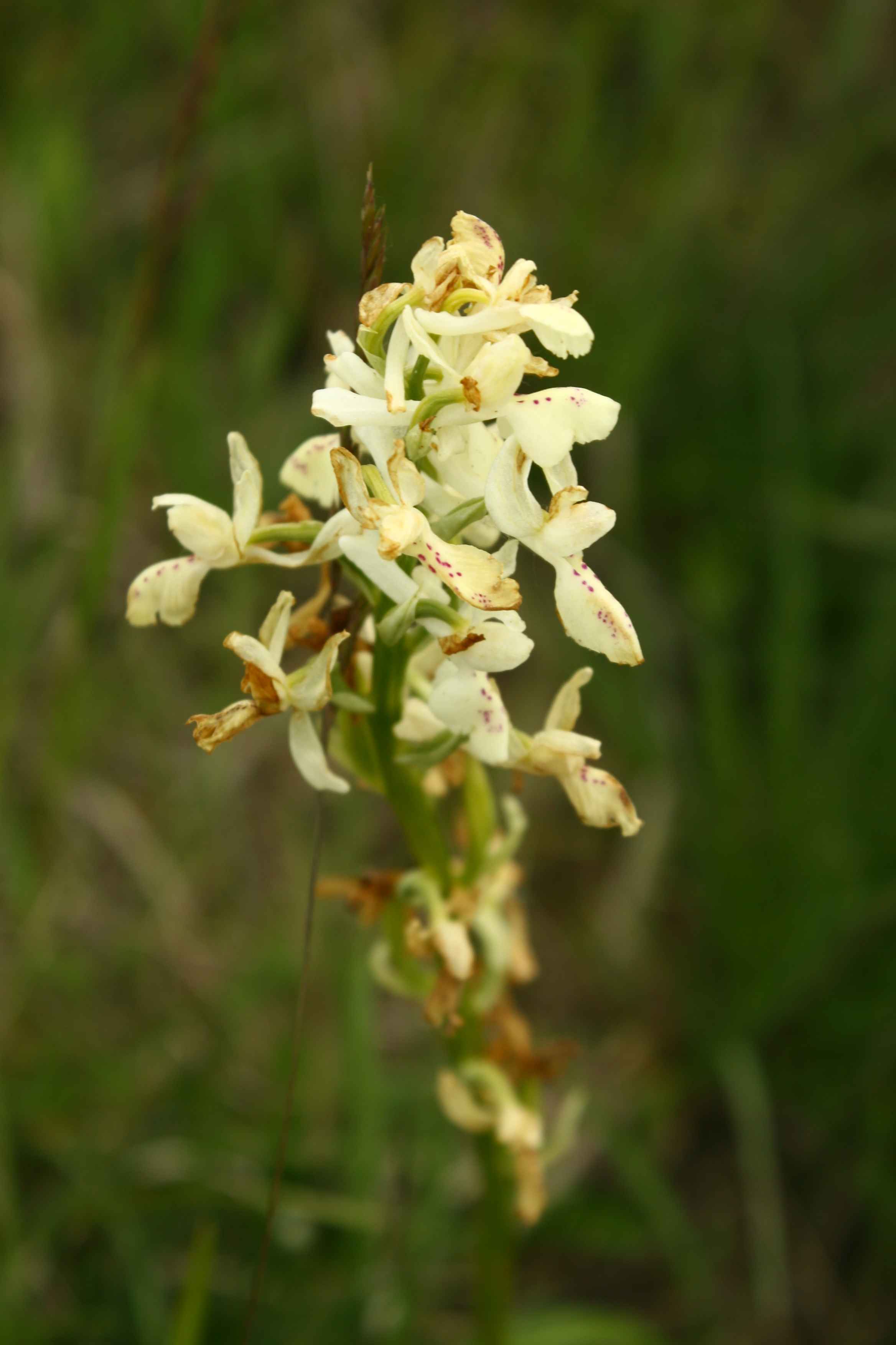 Orchis provincialis